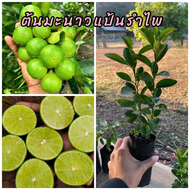 ต้นมะนาวแป้นรำไพ เพาะเมล็ด เปลือกบางน้ำเยอะเม็ดน้อย ติดผลดกตลอดทั้งปี