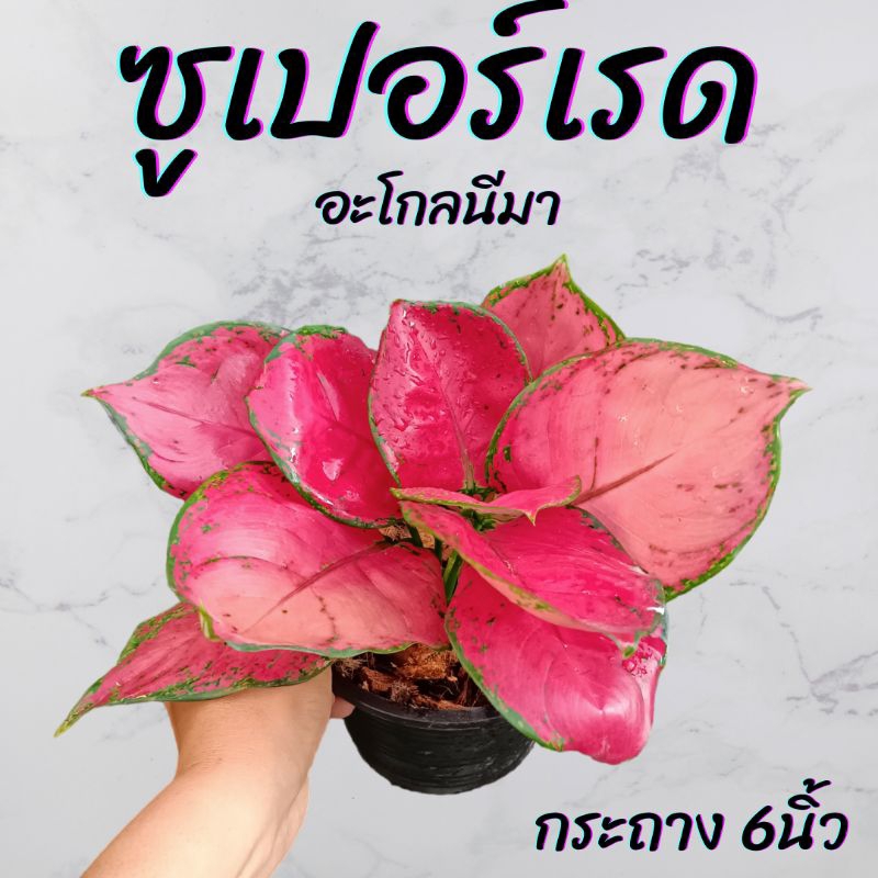 ต้นอะโกลนีมา ซูเปอร์เรด กระถาง 6นิ้ว