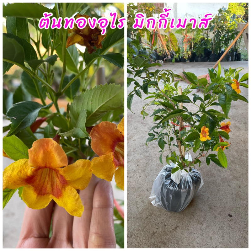 ต้นทองอุไร มิกกี้เมาส์ ปลูกเป็นไม้ดอกไม้ประดับบริเวณบ้านออกดอกตลอดทั้งปีดอกสีสันสวยงาม