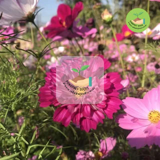 พิเศษ 9 บาท‼️ เมล็ดพันธุ์ ดอกคอสมอสกลีบซ้อนคละสี บรรจุ 50 เมล็ด