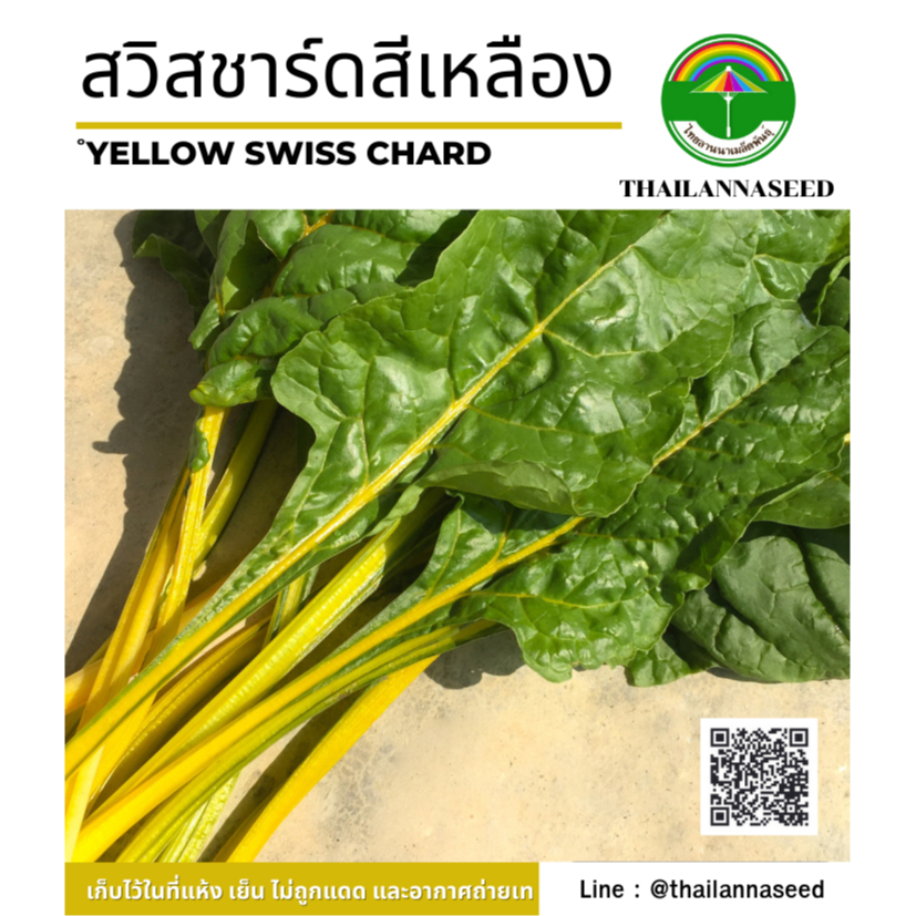 เมล็ดพันธุ์ผักสวนครัว สวิสชาร์ดสีเหลือง ( ขนาด 0.5 กรัม ) รหัสสินค้า 6008