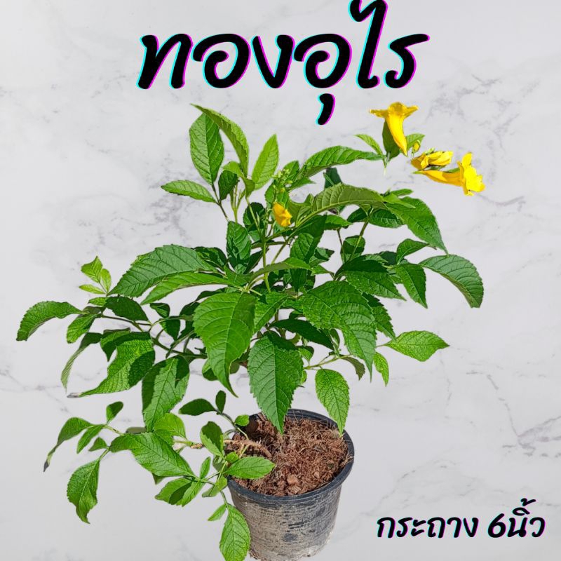 ต้นทองอุไร กระถาง6นิ้ว