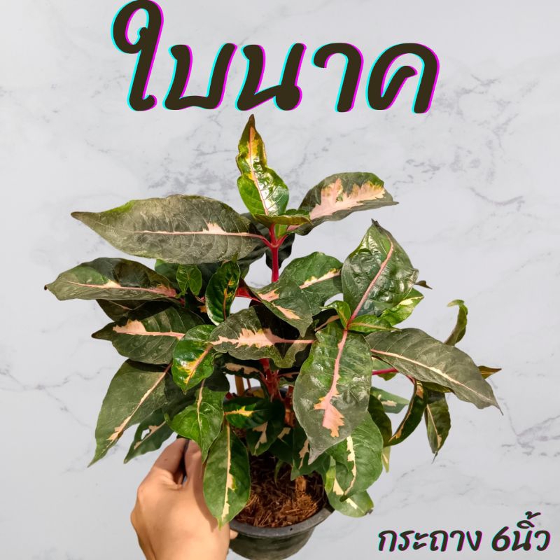 ต้นใบนาก กระถาง6นิ้ว
