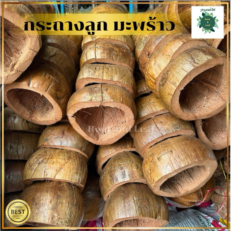 กระถางมะพร้าว ครึ่งลูก  กระถางเปลือกมะพร้าว ปาดเรียบ มะพร้าวแขวนต้นไม้ กระถางมะพร้าวแขวนต้นไม้