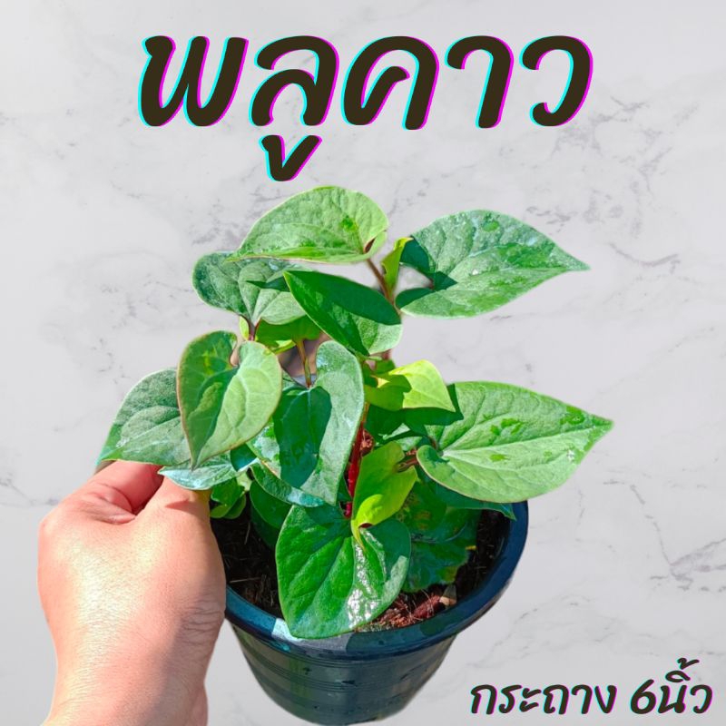 ต้นพลูคาว กระถาง6นิ้ว