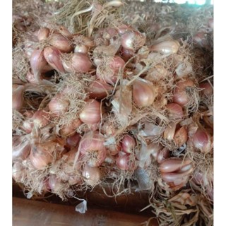 พันธุ์หอมแบ่งสายพันธุ์ลับแล แบบมัดจุด 1 กก.