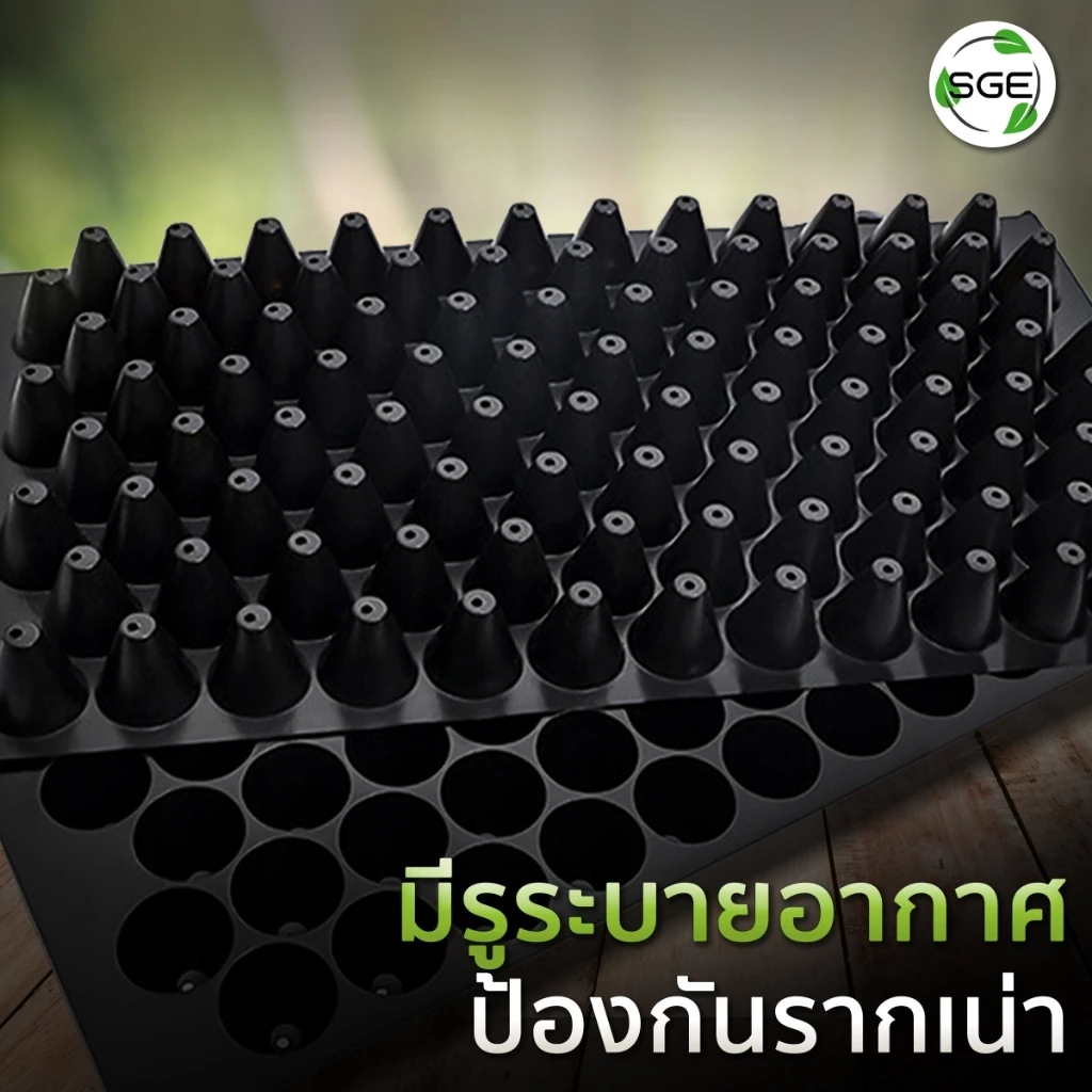SGE ถาดเพาะกล้า ถาดเพาะชำ เพาะเมล็ด วัสดุ PET หนา ยืดหยุ่น thumbnail 3