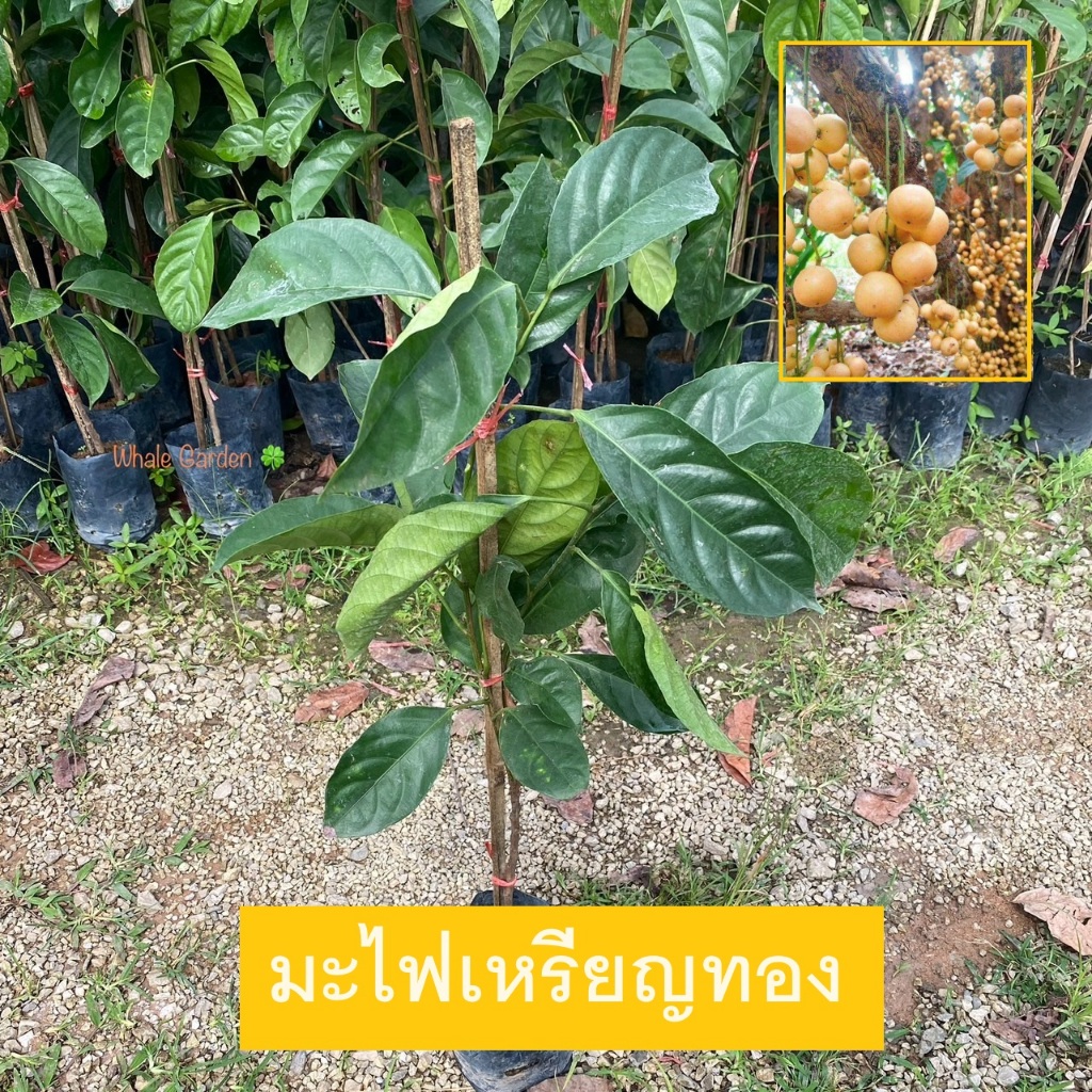 ต้นมะไฟ พันธุ์ มะไฟเหรียญทอง กิ่งตอนให้ผลเร็ว1ปี (Baccaurea Ramiflora Lour) ไม้ผลไทย (รับประกันสินค้า)