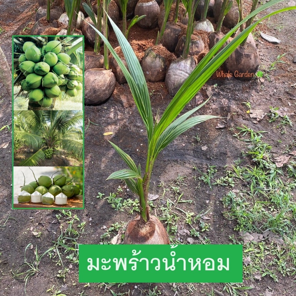 ต้นมะพร้าว พันธุ์ มะพร้าวน้ำหอม ต้นเตี้ย ลูกดก ให้ผลเร็ว Coconut tree (รับประกัน ส่งใหม่ฟรี หากสินค้าเเสียหาย!!)