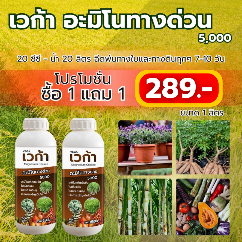 เวก้าอะมิโนทางด่วน พืชโตไว ต้นแข็งแรง เพิ่มผลผลิต เร่งการแตกยอด ฟื้นฟูสภาพต้น ใบเขียว ขนาด 1 ลิตร