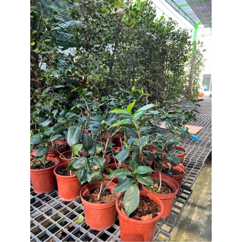 ดอกคามิเลียสีชมพู มีกลิ่นหอมน้องถ้วยฟู ขนาด30-40cm ติดดอกช่วงธคถึงมีนาของทุกปี