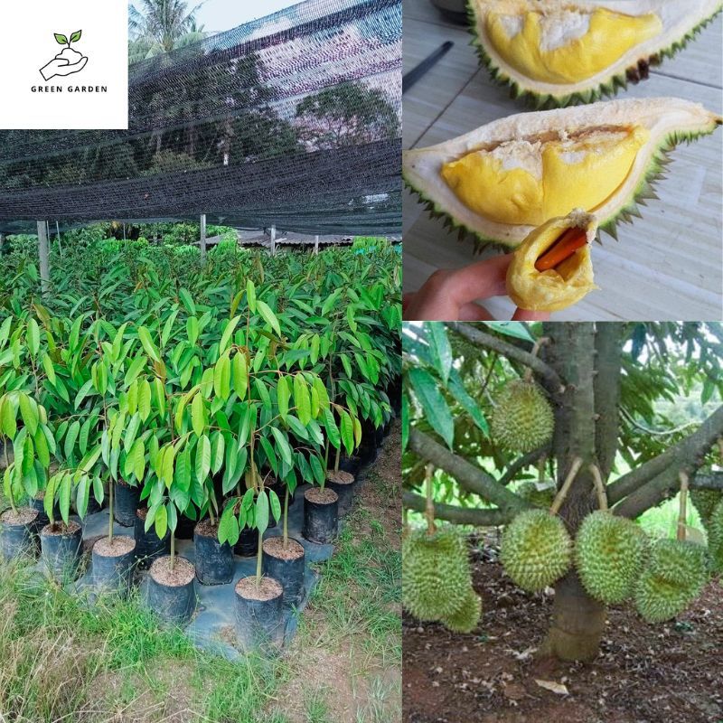 ทุเรียนหมอนทอง ต้นเสียบยอดสูง 60-80ซม ทุเรียนหมอนทอง เติบโตและให้ผลผลิตอย่างมั่นคง ชิ้นมีสีเหลือง กลิ่นหอม