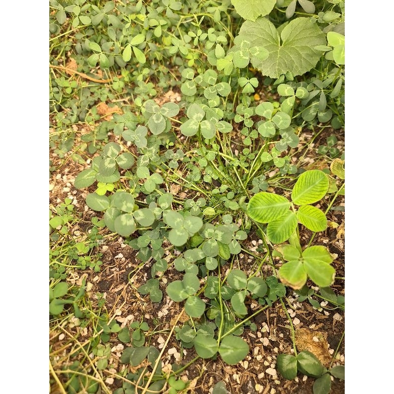 เมล็ดโคลเวอร์ไวท์ดัช ออร์แกนิค [1,500--15,000 เมล็ด] Organic White Dutch Clover [1,500--15,000 seeds]