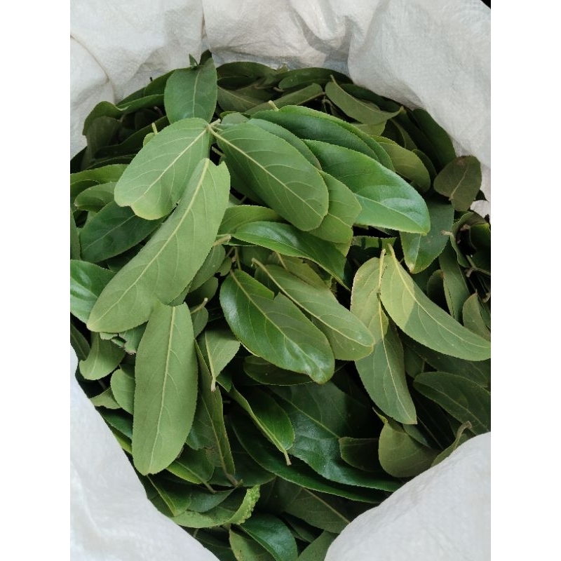 ใบกรวยป่าสด ขาย1กิโลกรัม100บาท(เฉพาะใบสดเท่านั้น)