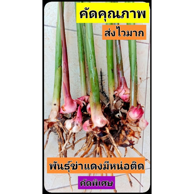ข่าแดง พันธุ์ข่าแดง คัดคุณภาพราคาถูก​ส่งไว