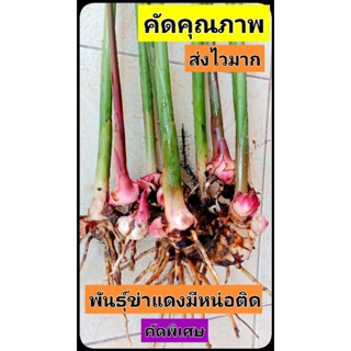 ข่าแดง พันธุ์ข่าแดง คัดคุณภาพราคาถูก​ส่งไว