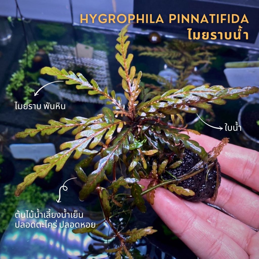 ไมยราบน้ำ ต้นไม้น้ำ Hygrophila pinnatifida