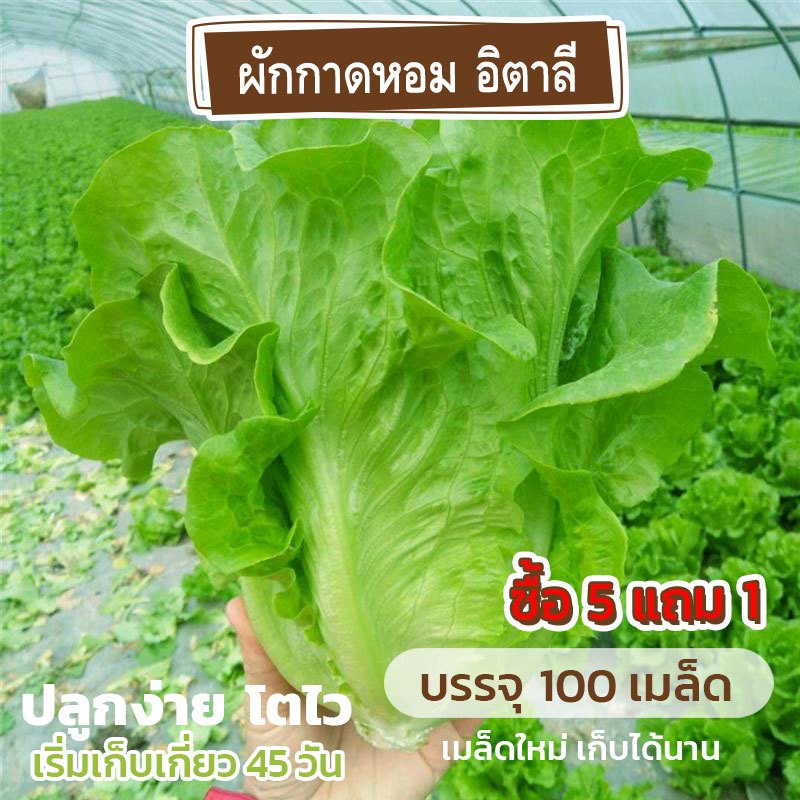 เมล็ดพันธุ์ ผักกาดหอมอิตาลี แบ่งขาย 100 เมล็ด (ซื้อ 5 แถม 1) คละชนิดได้