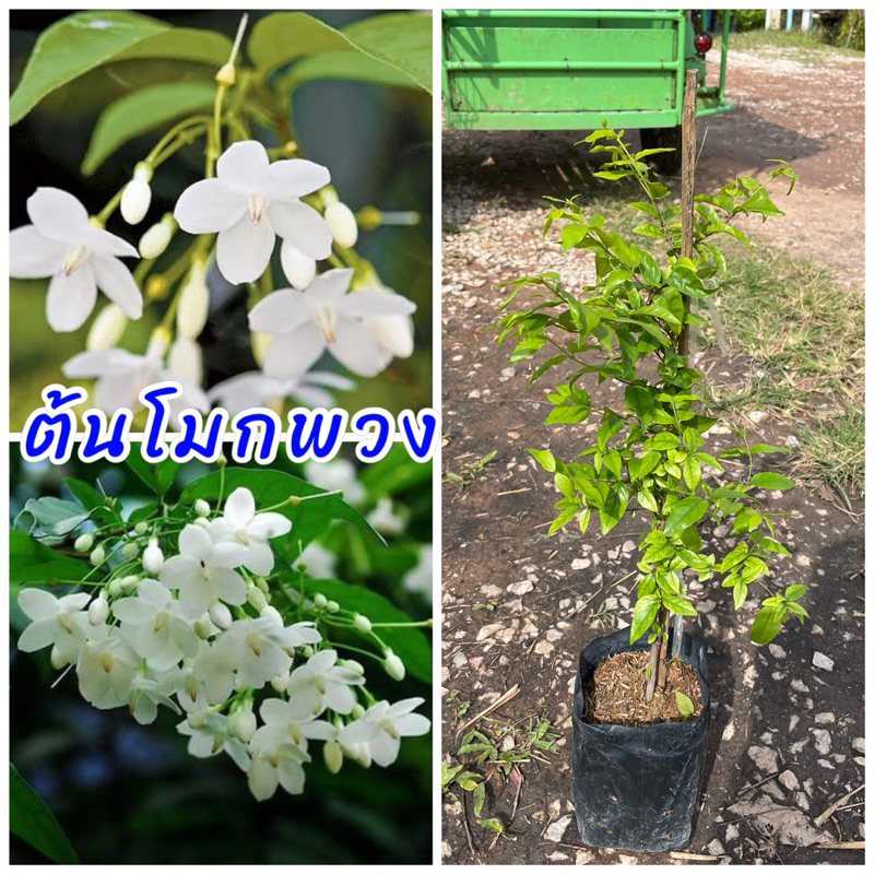 ต้นโมกพวง หรือ โมกซ้อน เป็นไม้ดอกหอมเย็นๆออกดอกทั้งปี ดอกเล็กๆสีขาวเป็นช่อน่ารัก หอมชื่นใจ