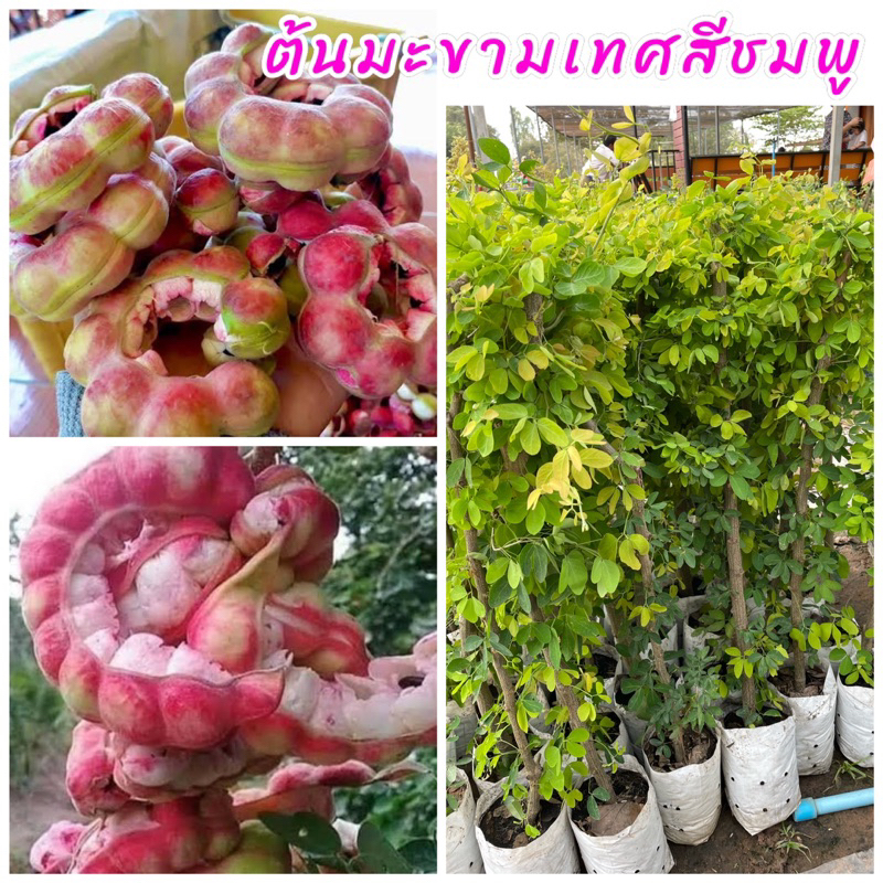 ต้นมะขามเทศพันธุ์ฝักสีชมพู ฝักดิบจะมีสีเขียวอ่อนเนื้อในสีขาว ฝักสุกเปลือกและเนื้อจะเปลี่ยนเป็นสีชมพู รสชาติหวานและมัน
