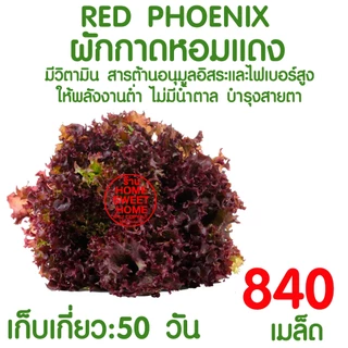 *โค้ดส่งฟรี* เมล็ดผักสลัด ผักสลัด เมล็ดผัก (2,000เมล็ด+) เมล็ดพันธุ์ เมล็ดพันธุ์ผักสลัด งอกดี ปลูกผัก สลัด Clearance