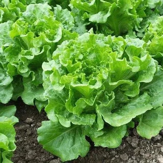 เมล็ดพันธุ์ ผักกาดหอมอิตาลี ใบเขียว Italian Lettuce บรรจุ 100-300 เมล็ด [ซื้อ 10 แถม 1 คละได้]