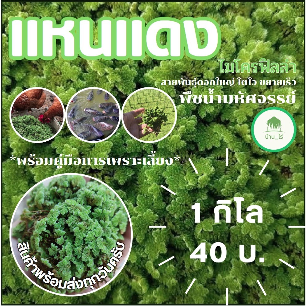 🍀พร้อมส่ง🍀แหนเเดง 1 KG. ไมโครฟิลล่า(Azolla microphylla) พันธุ์กรมวิชาการเกษตร แหนแดง/ปุ๋ยพืชสด/อาหาร