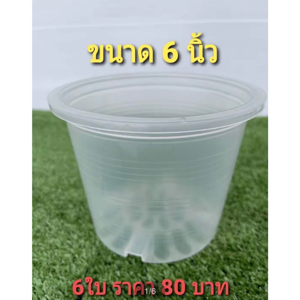 กระถางพลาสติกใส ขนาด 6 นิ้ว กระถางส่องราก ทำจากพลาสติกเกรดAAA  สินค้าพร้อมส่ง กระถางต้นไม้