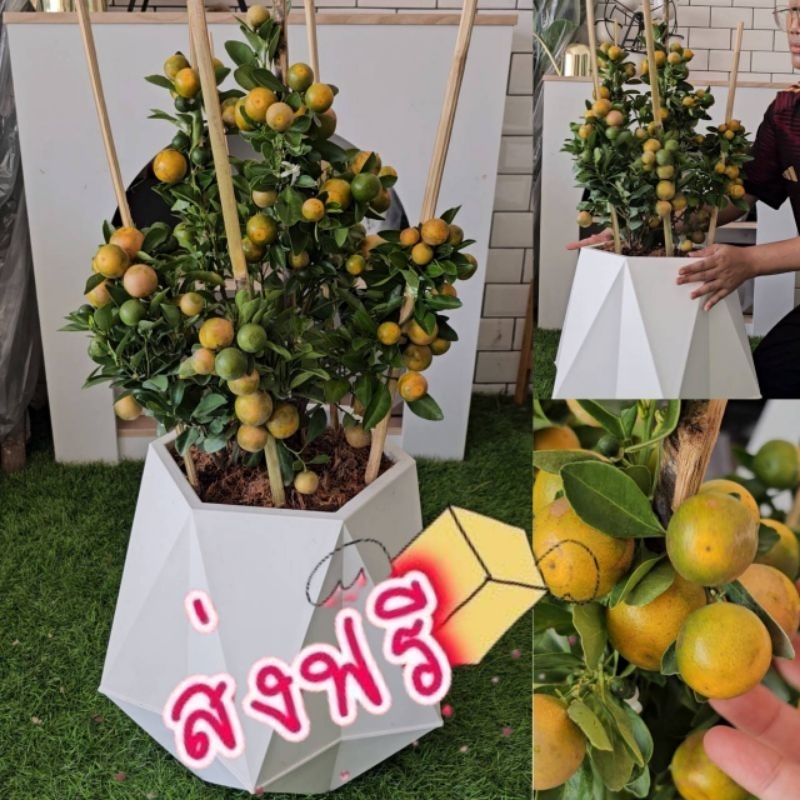 ต้นส้มจี๊ด ไม้มงคล ส้มลูกดก สูง 90-100 ซม พร้อมส่งกดสั่งได้เลยจร้า..