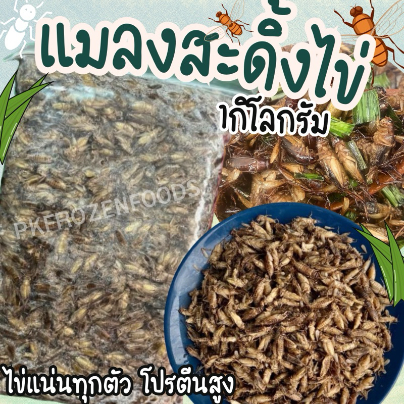 แมลงสะดิ้งไข่ (1kg.) ❌ไม่ใส่เกลือ ⚡️ส่งด่วน แมลงแช่แข็ง🦗 🚚💨ค่าส่งแบบเหมา ส่งขนส่งแช่เย็น💦ฟรี ลังโฟมทุกจังหวัด