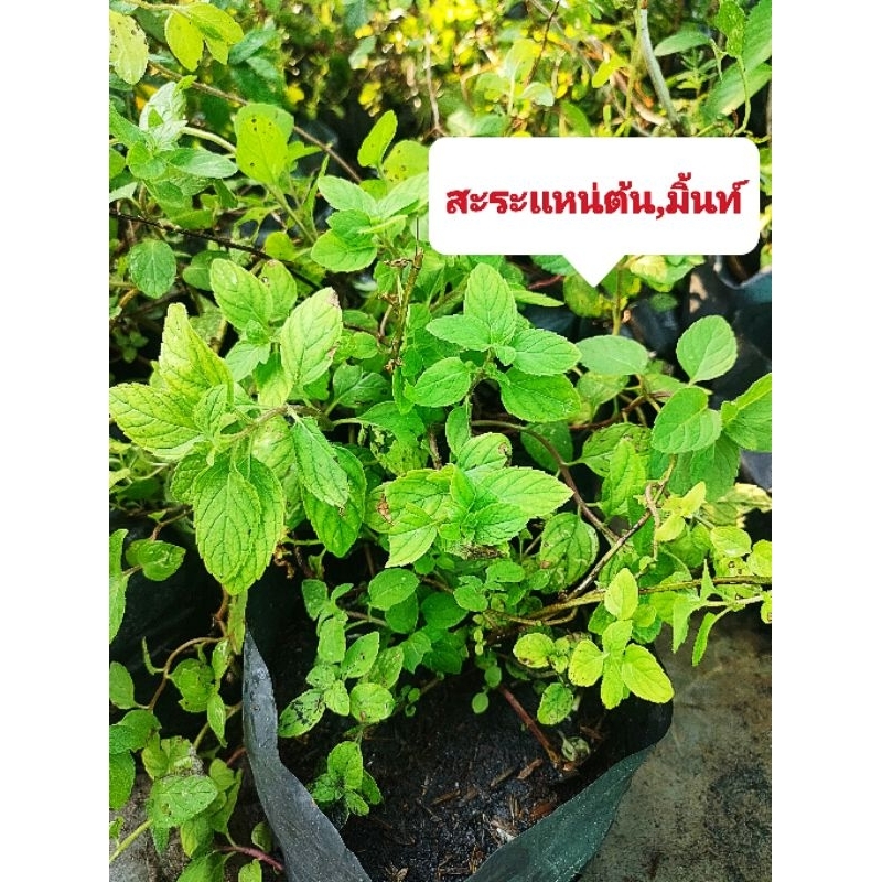 สะระเเหน่ต้น,มิ้นท์สะระเเหน่,ปลูกง่ายไม่เป็นเชื้อรา ขยายกอเร็ว อายุยืน ต้นพันธุ์เเข็งเเรงพร้อมปลูก เสียหายยินดีเคลมฟรี