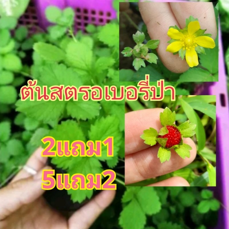 ต้นสตรอเบอรี่ป่า🍓ออกผลทั้งปี🍓ไม่มีขั้นต่ำส่ง🙏