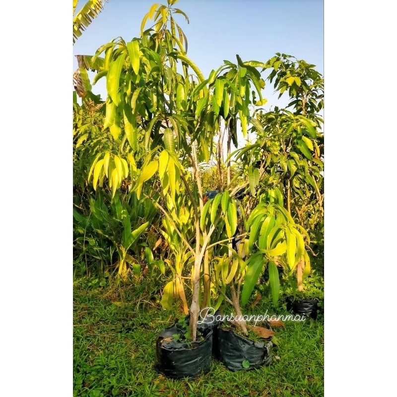 ต้นมะม่วง พันธุ์หงเซียนหยา หรือมะม่วงงาช้างแดง ต้นทาบกิ่ง สูง 1.5-1.7 เมตร