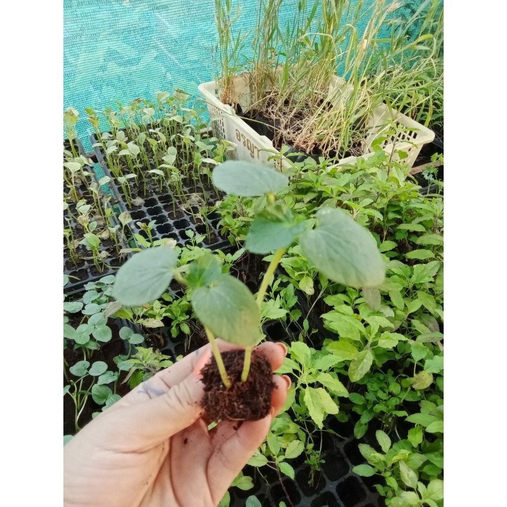 กระเจี๊ยบขาว มีแคลเซียมช่วยบำรุงกระดูกและข้อ  กล้าละ 10 บาท ซื้อ 10 แถม 2 - รูปที่ 4