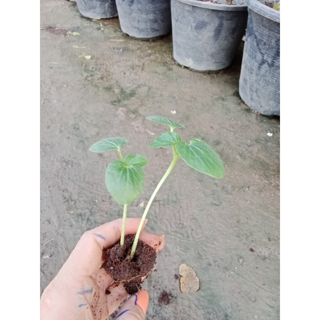 กระเจี๊ยบขาว มีแคลเซียมช่วยบำรุงกระดูกและข้อ  กล้าละ 10 บาท ซื้อ 10 แถม 2 - รูปที่ 6