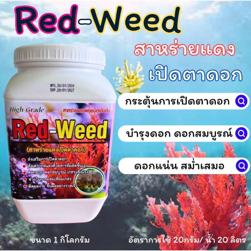 มีโค้ดส่วนลด!!!Red-Weed สาหร่ายแดงเปิดตาดอก ขนาด1กิโลกรัม ได้น้ำ1,000ลิตร