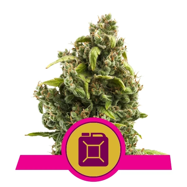 Sour Diesel | Royal Queen Seeds