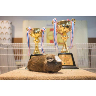 CavyO Suitab For ALL GUINEAPIG1kgอาหารหนูเควี(แกสบี้หนูตะเภาวิตามินซีสูงใช้วิตามินซีคุณภาพดีที่คงอยู่ให้เม็ดอาหารได้จริง
