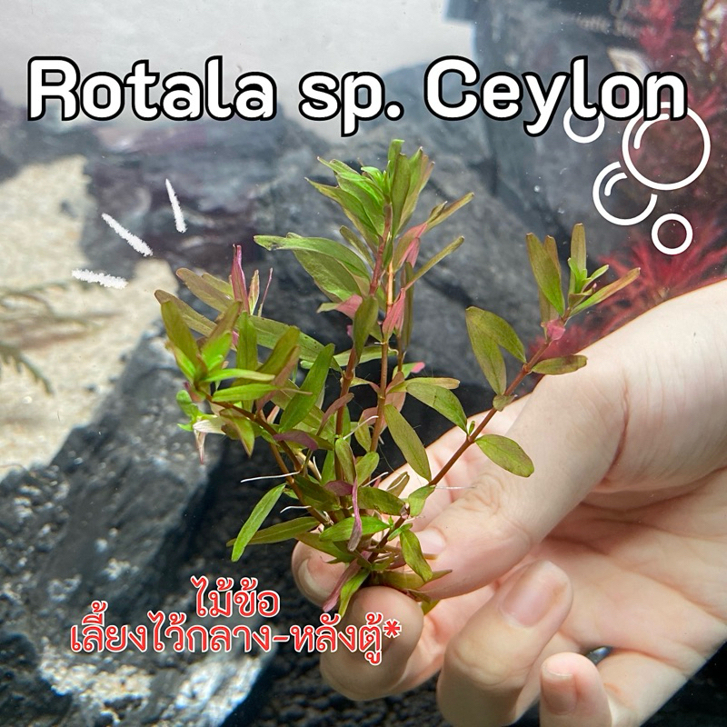 Rotala Ceylon ไม้ข้อสีเขียว ไฟแรงจะออกสีเหลืองอ่อน