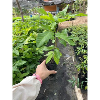 ต้นลำไยอีดอ (เพาะเมล็ด) ต้นเตี้ย เม็ดเล็ก หวานกรอบอร่อย ปลูกง่ายโตเร็ว ชาวสวนนิยมปลูกมากเพราะให้ผลผลิตเร็วกว่าพันธ์อื่นๆ