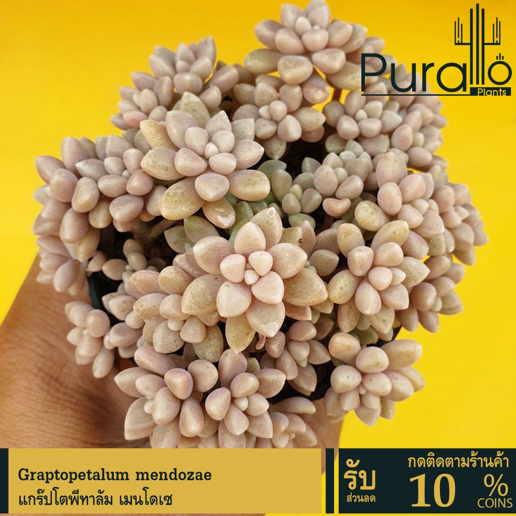 ต้นไม้อวบน้ำ กุหลาบหิน แกร๊ปโตพีทาลัม เมนโดเซ Graptopetalum mendozae #สีชมพู #เมล็ดพันธุ์พืช #กระถาง