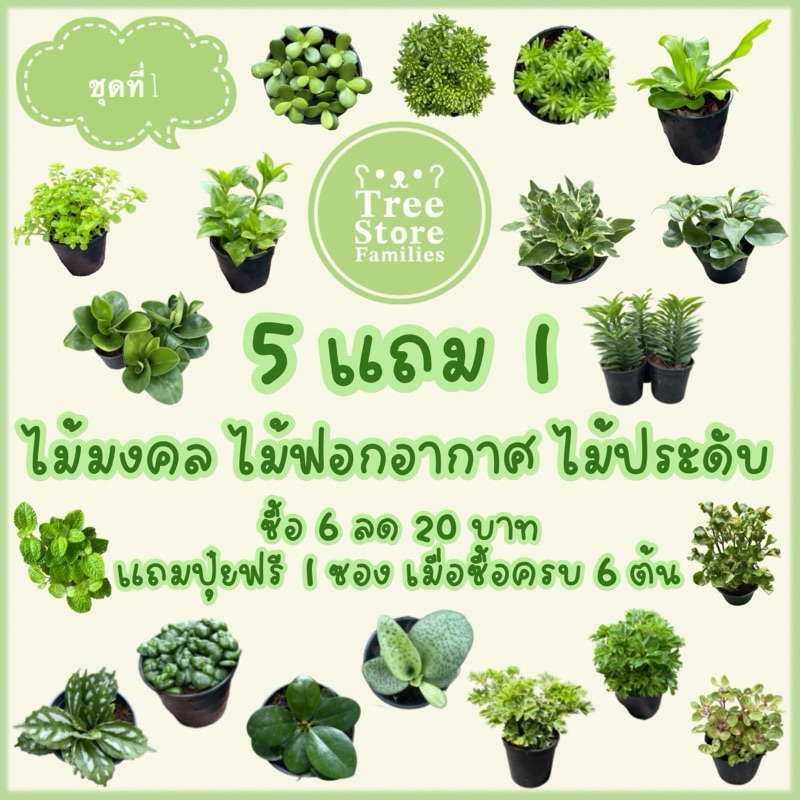 ต้นไม้มงคล ไม้ฟอกอากาศ และประดับ  (ชุดที่ 1 เสริม) ‼️ซื้อ 6 ต้นลด 20 บาท‼️ *สั่งซื้อขั้นต่ำ 2 ต้น*