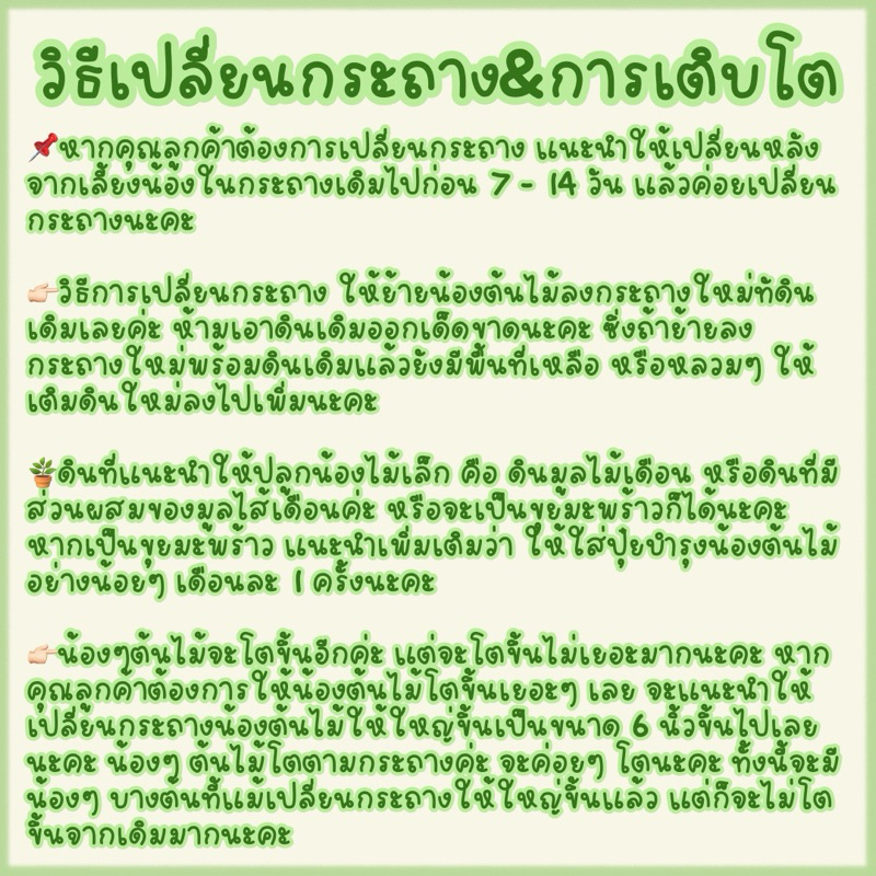 ต้นไม้มงคล ไม้ฟอกอากาศ และประดับ  (ชุดที่ 1 เสริม) ‼️ซื้อ 6 ต้นลด 20 บาท‼️ *สั่งซื้อขั้นต่ำ 2 ต้น* - รูปที่ 3