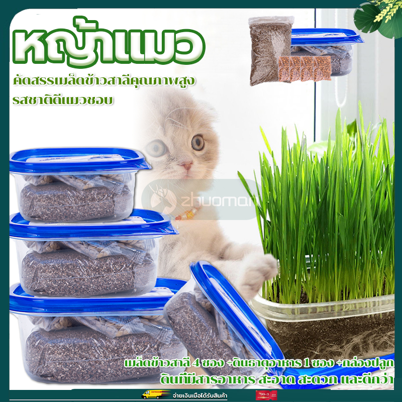 หญ้าแมว  ต้นอ่อนข้าวสาลี อุดมด้วยใยอาหาร ช่วยย่อยอาหาร ปลูกง่าย ใช้ก้อนขุนอยู่ในท้อง ไม่เป็นอันตรายต่อสัตว์