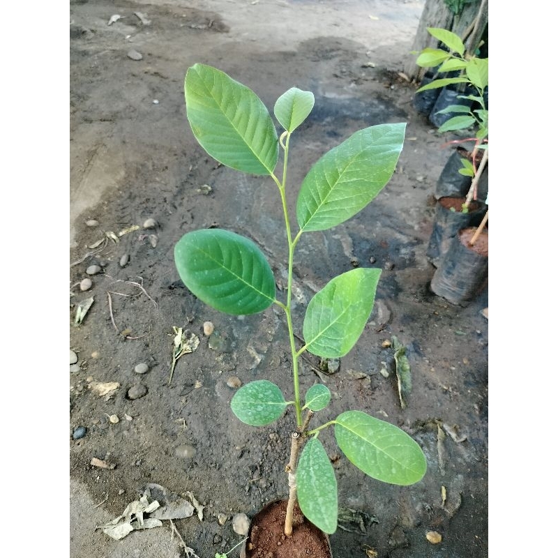 ต้นน้อยหน่าสับปะรด ลูกใหญ่ เปลือกบางเนื้อหนาหอมหวานอร่อย สูง50-60ซ.ม แบบเสียบยอด - รูปที่ 2