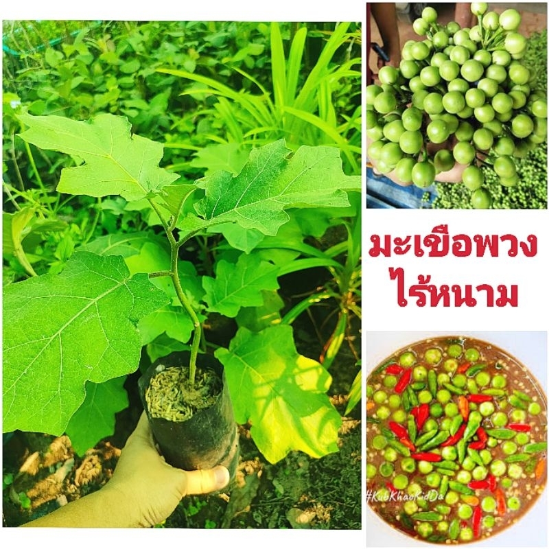 มะเขือพวงไร้หนาม ผลดก ออกผลไว ติดผลตลอดทั้งปี ต้นพันธุ์เเข็งเเรงพร้อมปลูก สินค้าเสียหายยินดีเคลมฟรี