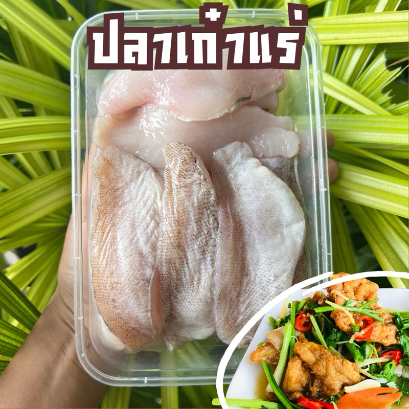 เนื้อปลาเก๋าแร่  พร้อมใช้ แพ็ค 500 กรัม ‼️ฟรีโฟม‼️