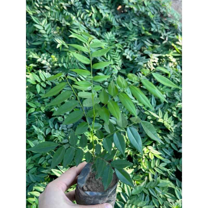 ต้นพยุงไหหลำ ของแท้100% แข็งแรง พร้อมปลูก เกิดการเสียหาย รับผิดชอบทุกกรณี