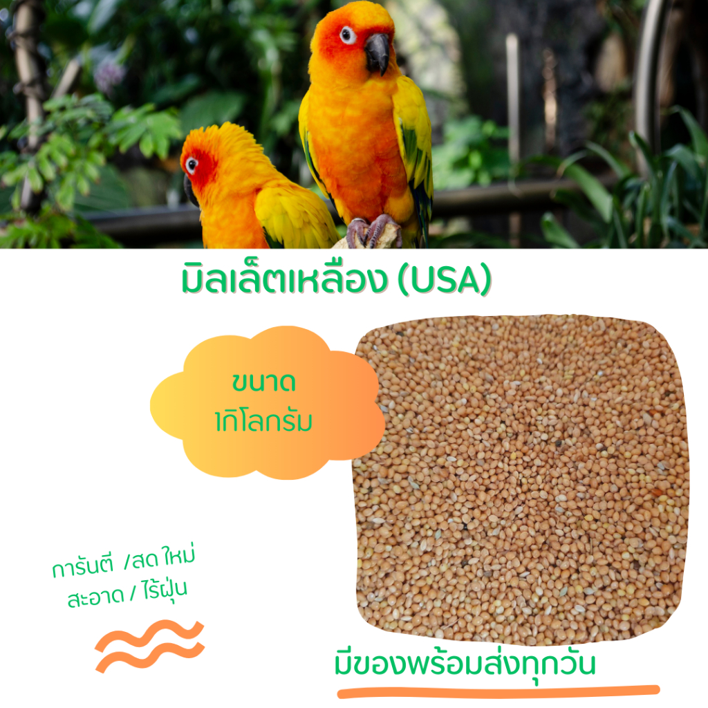 มิลเล็ตแดง เหลือง  Red  yellow Millet เกรดA ไร้ฝุ่น (แบ่งขาย 1kg.) อาหารนก