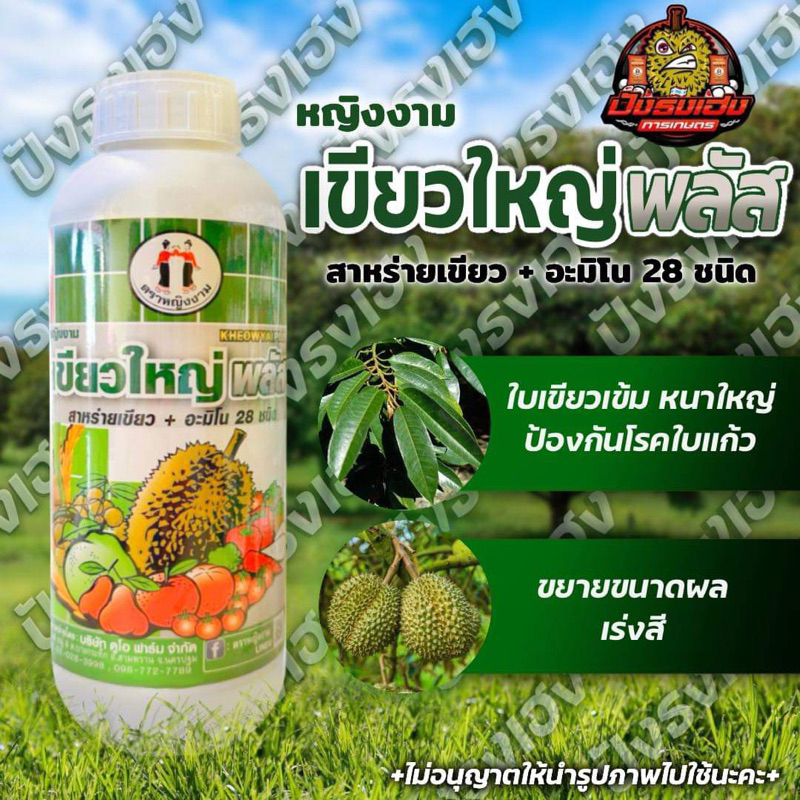 หญิงงามเขียวใหญ่พลัส ขนาด 1 ลิตร เพิ่มขนาดใบ ลดอาการใบแก้ว